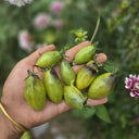 Crazy Gu Yuelin F4 Tomato, 5 Seeds