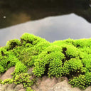 Twisted Moss Seeds, 500 Seeds