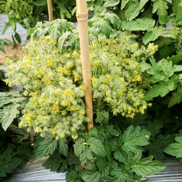 800 Explosion Head Mini Dark Stripe Tomato, 3 Seeds