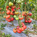 197 Mlle Foriers Tomato, 5 Seeds