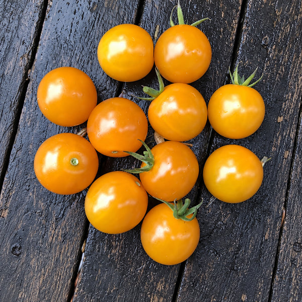 245 Sirja's Love Tomato, 5 Seeds