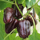 Coffee Fruit Sweet Pepper, 50 Seeds
