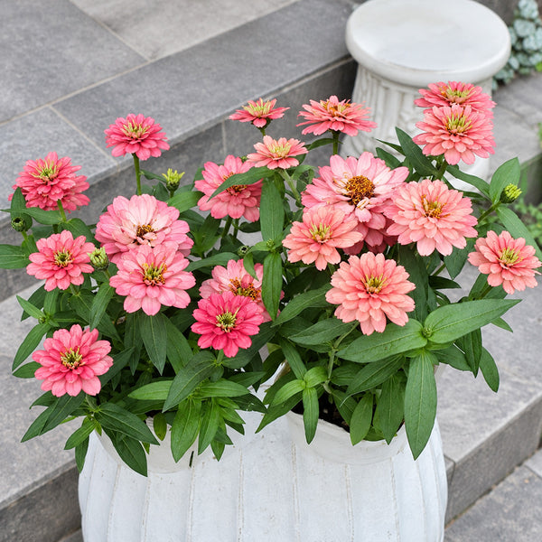 W1336 Double Zahara Salmon Zinnia, 5 Seeds