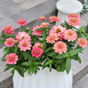W1336 Double Zahara Salmon Zinnia, 5 Seeds