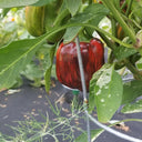 'Candy' Sweet Pepper Seeds, 3 Seeds