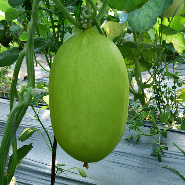 Qingshami Muskmelon Seeds, 50 Seeds