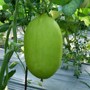 Qingshami Muskmelon Seeds, 50 Seeds