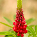 Red Lupin, 100 Seeds