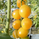 Super Sweet Yellow Peach Fruit Tomato, 100 Seeds