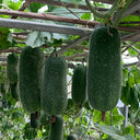 Yueguang Wax Gourd Seeds, 20g