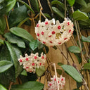 Hoya trinervia 'Splash', 5 Cuttings