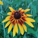 Hezhichun Tall Black-eyed Susan Seeds, 1g
