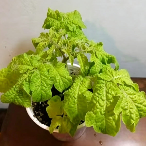 936 Dwarf Super Cool Melody Tomato, 5 Seeds