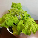 936 Dwarf Super Cool Melody Tomato, 5 Seeds