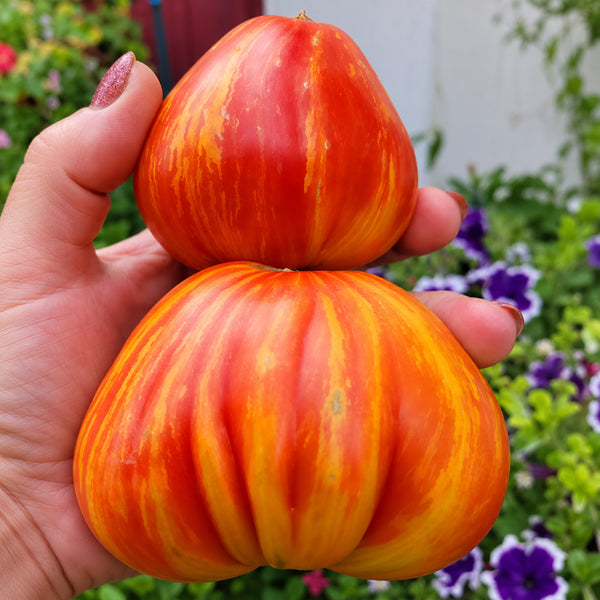 256 Tall Sally × Dwarf Viper Tomato, 3 Seeds