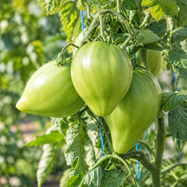 157 Reinhard's Green Heart Tomato, 5 Seeds