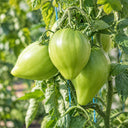 157 Reinhard's Green Heart Tomato, 5 Seeds