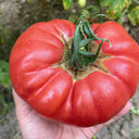 Giant Steak Tomato, 10 Seeds