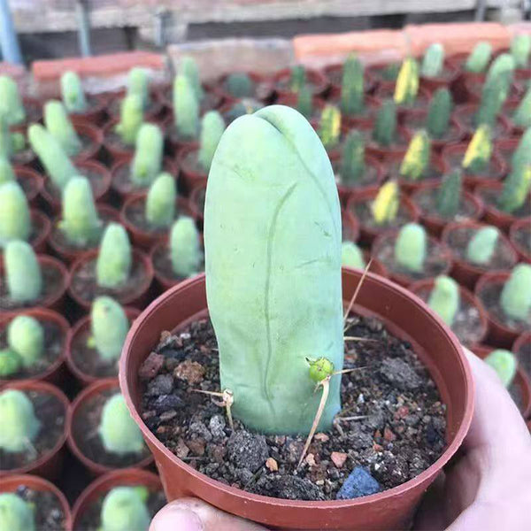 Echinopsis lageniformis f. monstruosa, 6-7cm