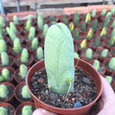 Echinopsis lageniformis f. monstruosa, 6-7cm