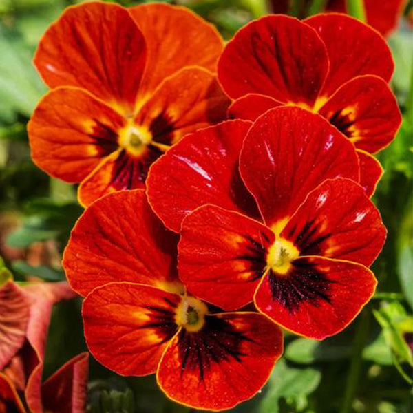 Hezhichun Pansy 'Vermilion Mole', 30 Seeds