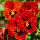 Hezhichun Pansy 'Vermilion Mole', 30 Seeds