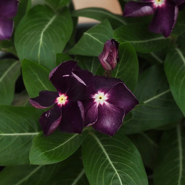 Madagascar Periwinkle, 100 Seeds