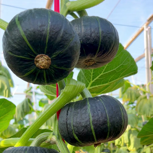 Green Baby Pumpkin Seeds, 50 Seeds