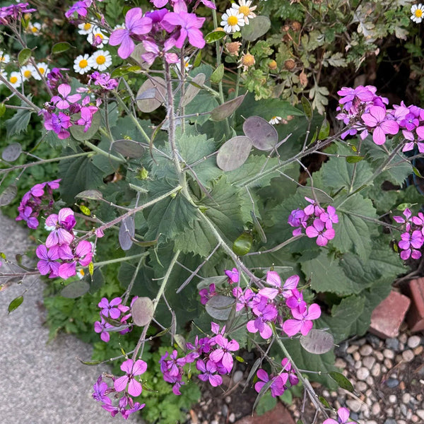 Silver Dollar Plant, 50 Seeds