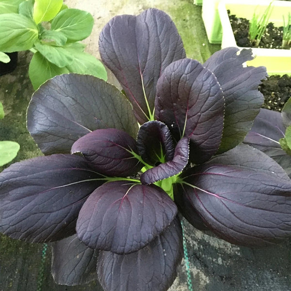 Purple Bok Choy Seeds, 5g