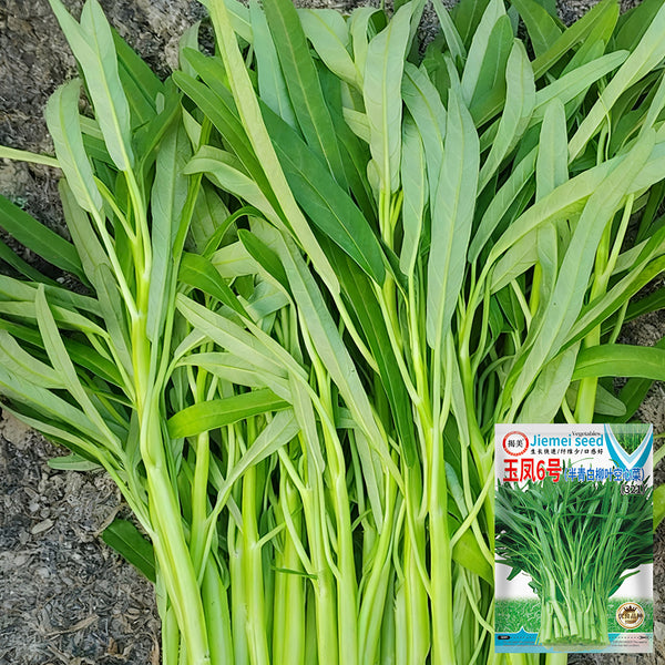 YuFeng No.6 Water Spinach Seeds, 20g