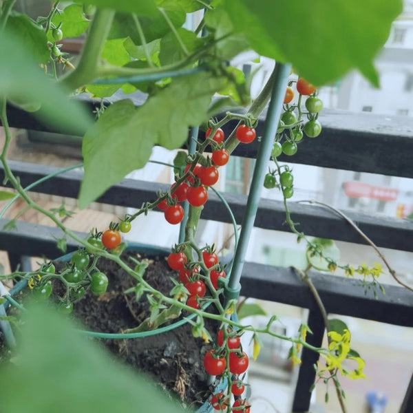 Red Currant Tomato Seeds, 10 Seeds