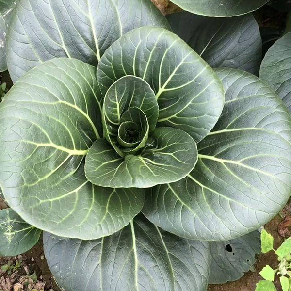 'Meijiaqi' Suzhou Dwarf Pak Choi Seeds, 20g