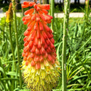 Torch Lily, 100 Seeds