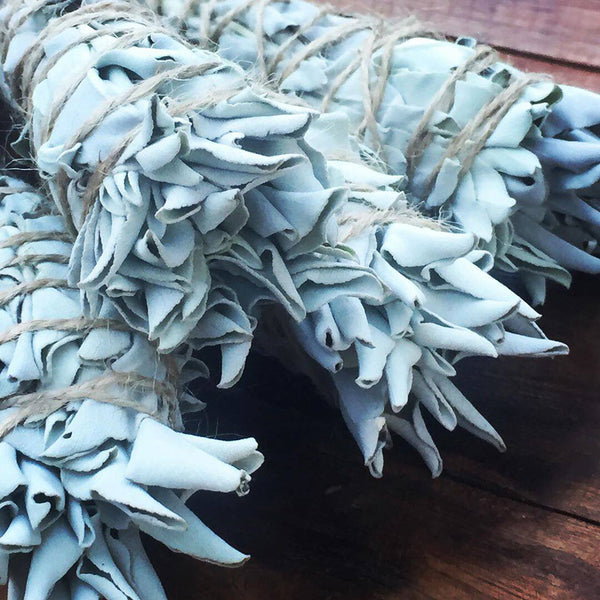 California White Sage, 5 Seeds