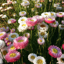 Tall Strawflower Mix, 100 Seeds