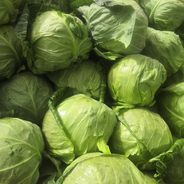 Xingyou Jingfeng No.1 Cabbage, 1000 Seeds