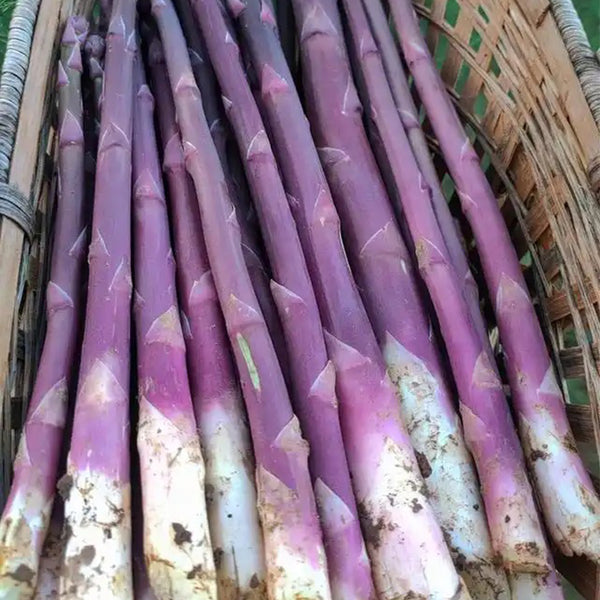 Purple Asparagus Seeds, 2g