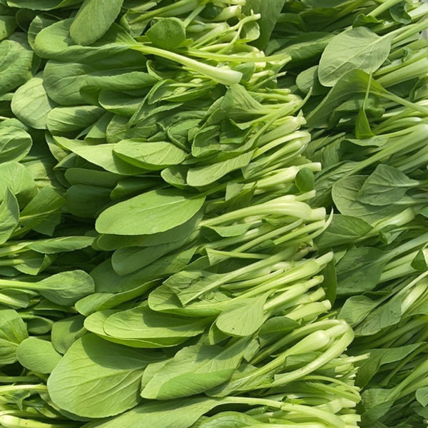Tender Baby Bok Choy Seeds, 50g