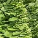 Tender Baby Bok Choy Seeds, 50g