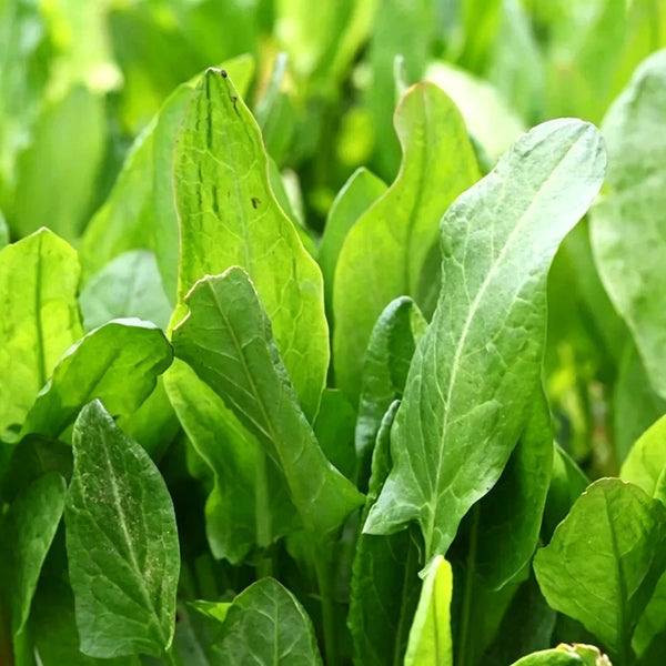 Broad Leaf Sorrel, 1000 Seeds