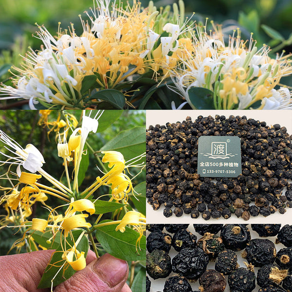honeysuckle plant seeds Chinese Honeysuckle Seeds – SeedChoiceX