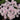 Oxalis glabra Series Bulb - 'Pink Snow', 20 Bulbs