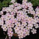 Oxalis glabra Series Bulb - 'Pink Snow', 20 Bulbs
