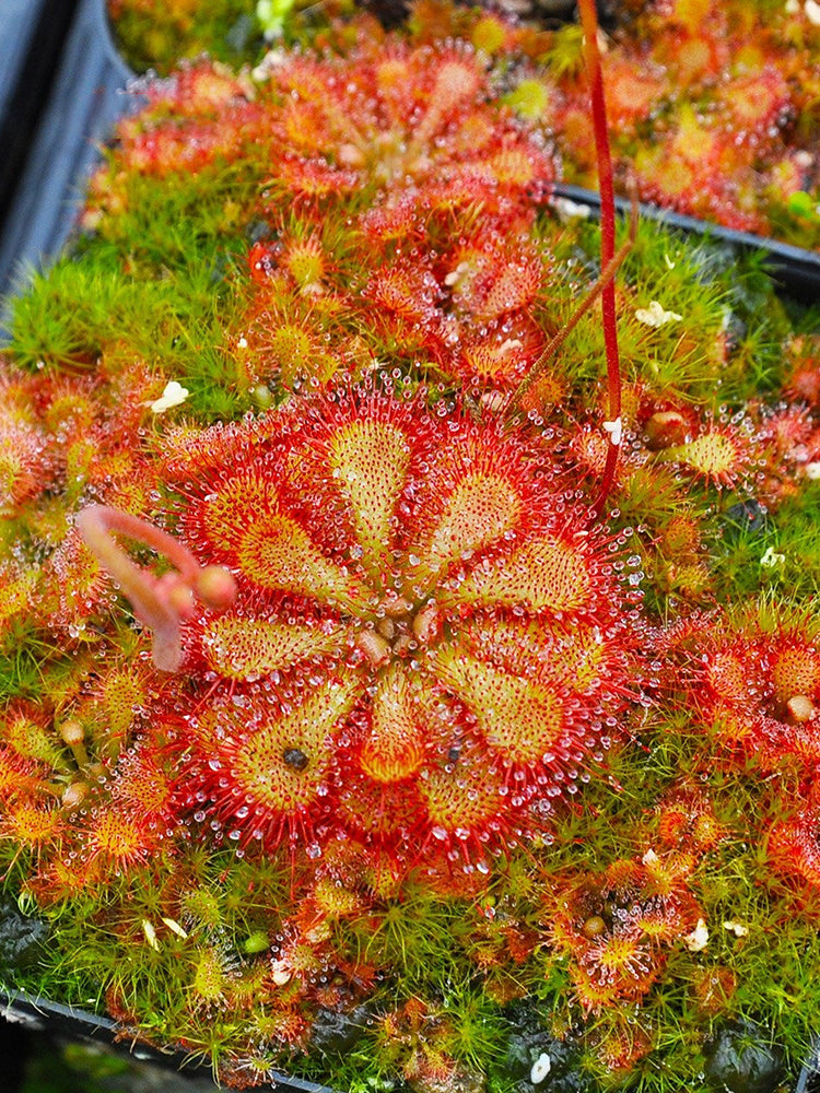 Fresh Drosera Seeds, Mixed