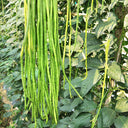 Three-foot Green Cowpea Seeds, 5 × 10g Bags