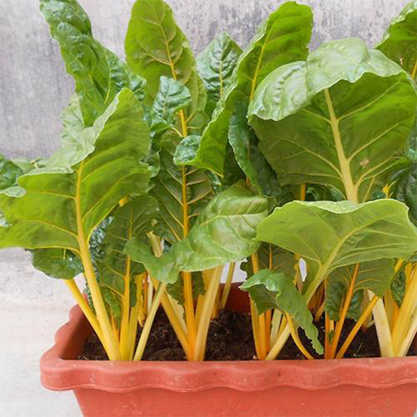 Jiayuan Golden Chard Seeds, 10g