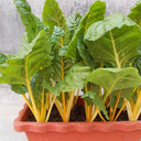 Jiayuan Golden Chard Seeds, 10g
