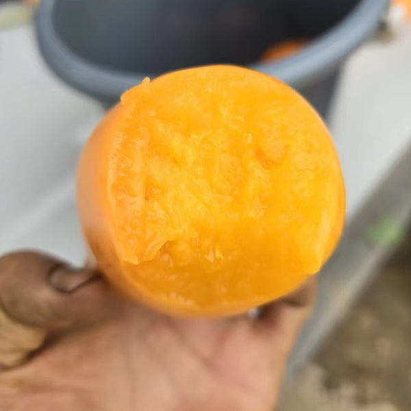 883 Golden Fashionista Tomato, 5 Seeds
