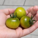 20 Fat Frog Micro Dwarf Tomato, 5 Seeds